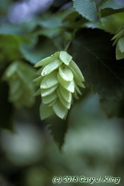 Ostrya virginiana
