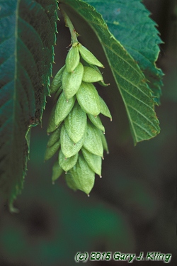 Ostrya virginiana