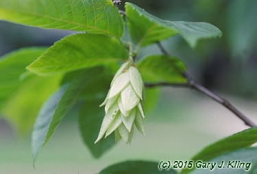 Ostrya virginiana