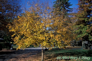 Ostrya virginiana