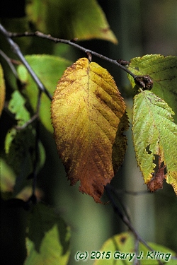 Ostrya virginiana