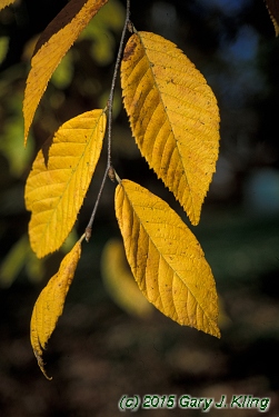 Ostrya virginiana