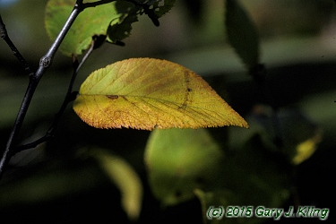Ostrya virginiana