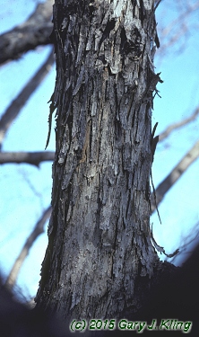 Ostrya virginiana