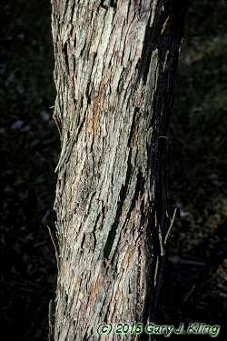 Ostrya virginiana