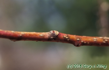 Oxydendrum arboreum