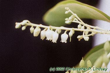 Oxydendrum arboreum