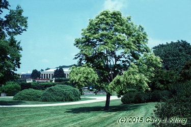 Oxydendrum arboreum