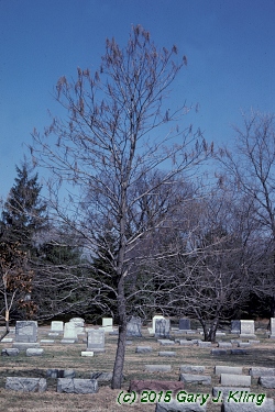 Oxydendrum arboreum