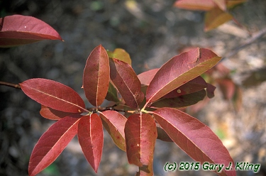 Oxydendrum arboreum