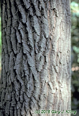 Oxydendrum arboreum