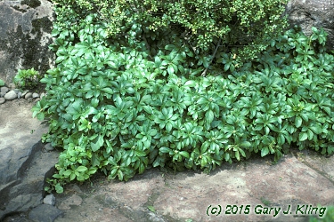 Pachysandra terminalis