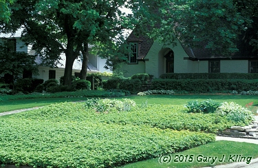 Pachysandra terminalis
