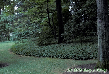 Pachysandra terminalis