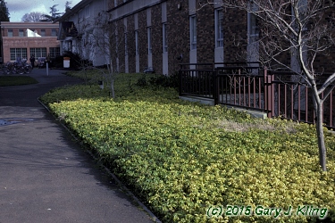 Pachysandra terminalis