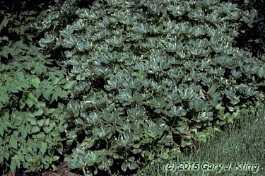Pachysandra terminalis 'Variegata'