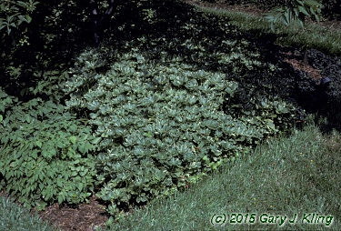 Pachysandra terminalis 'Variegata'
