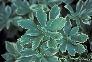 Pachysandra terminalis 'Variegata'