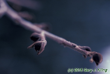 Parrotia persica