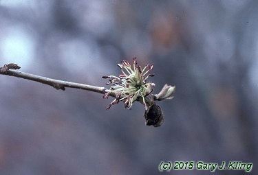 Parrotia persica