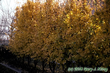 Parrotia persica