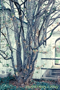 Parrotia persica
