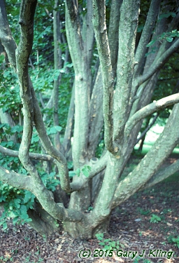 Parrotia persica
