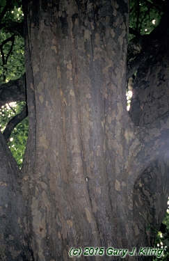 Parrotia persica