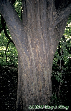 Parrotia persica