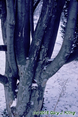 Parrotia persica