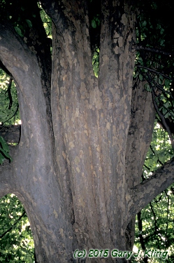 Parrotia persica