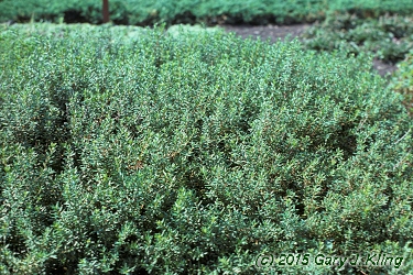 Paxistima canbyi
