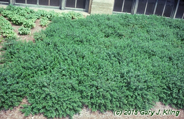 Paxistima canbyi