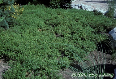Paxistima canbyi