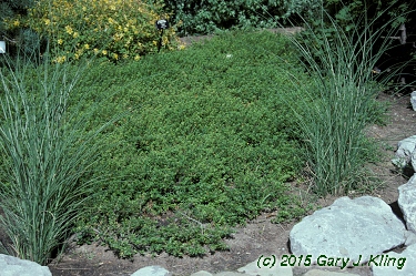 Paxistima canbyi