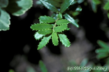 Paxistima canbyi
