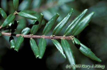 Paxistima canbyi