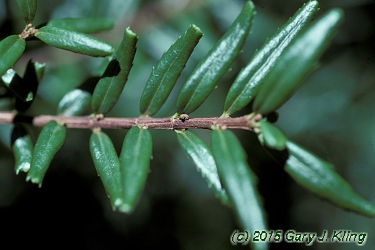Paxistima canbyi