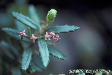 Paxistima canbyi