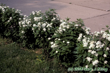 Philadelphus x virginalis 'Miniature Snowflake'