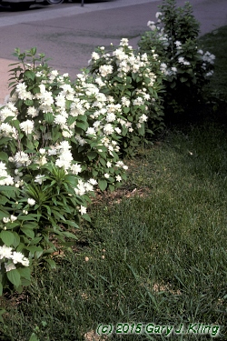 Philadelphus x virginalis 'Miniature Snowflake'