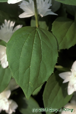 Philadelphus x virginalis 'Miniature Snowflake'