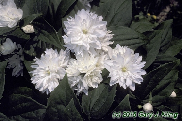 Philadelphus x virginalis 'Miniature Snowflake'