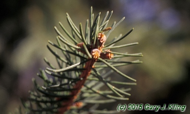 Picea abies