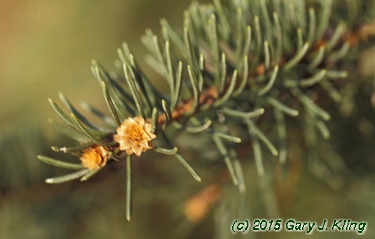Picea abies