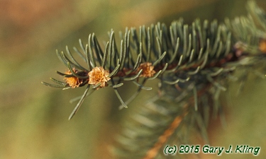 Picea abies