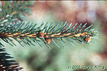 Picea abies