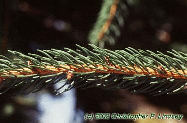 Picea abies