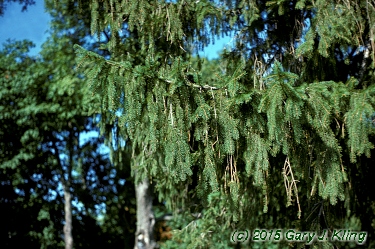 Picea abies