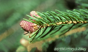 Picea abies